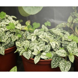 Miracle LED Plant Life Cycle 4-Socket Synchronized Grow Light Kit with 4 Full Spectrum Ultra Grow Bulbs and 4 Red Spectrum Multi-Plant Bulbs with Sproutmatic All-Weather Timer Controls