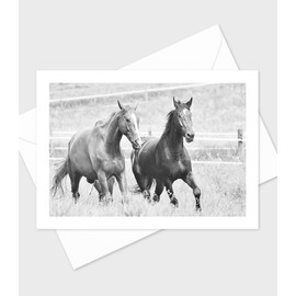 Beautiful Horses Greeting Cards - Set of 10 All Occasion 5x7 Note Cards with Envelopes. Blank Inside. Photos of Beautiful Horses in various farm and ranch settings.