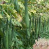 NYgardenia 20pcs Ridged Sponge Gourd Seeds – Heirloom Angled Luffa