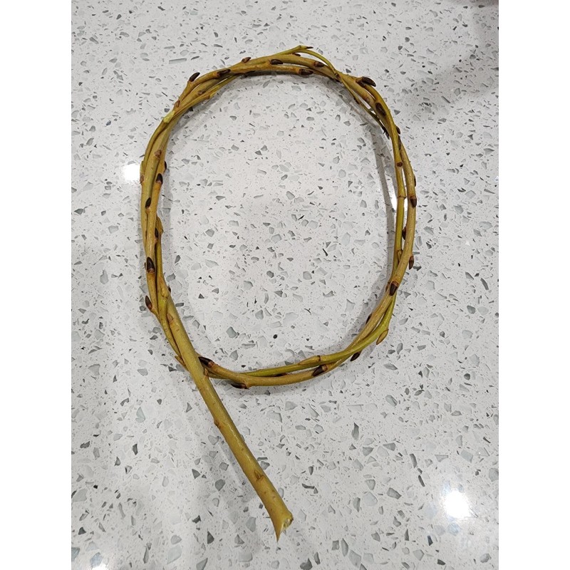 Ficus RARE!! Brooklyn White Fig - 2 Cuttings - PLUS