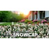 Asiatic Jasmine 'Snowcap' | 2 Large Gallon Size Plants |