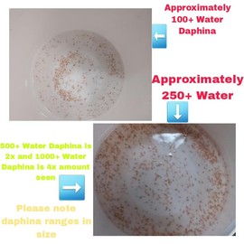 100+ Freshwater Water Daphnia-Great feeders for Freshwater Life and Axolots, Please See Our Seller Page for Our Shipping info and Refund Policy
