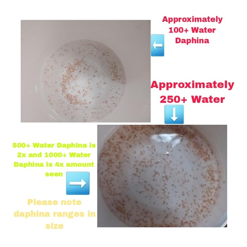 100+ Freshwater Water Daphnia-Great feeders for Freshwater Life and Axolots,