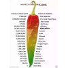 Lil Gnomies Hawaiian Chili Hot Pepper Seeds Birdseye - 15