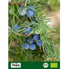 Biojoy Juniperus Communis Organic Juniper Berries (100 g), Dried and