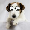 HOHAJIU Googly Eyes Glasses, Funny Glasses Pranks Toy, Novelty Shaking