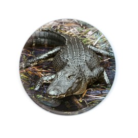 Magnidome - Deluxebase Crocodile Alligator Fridge Magnet Crystal Glass Fridge Magnet for Kids Beautiful Magnetic Domes for Home Decoration