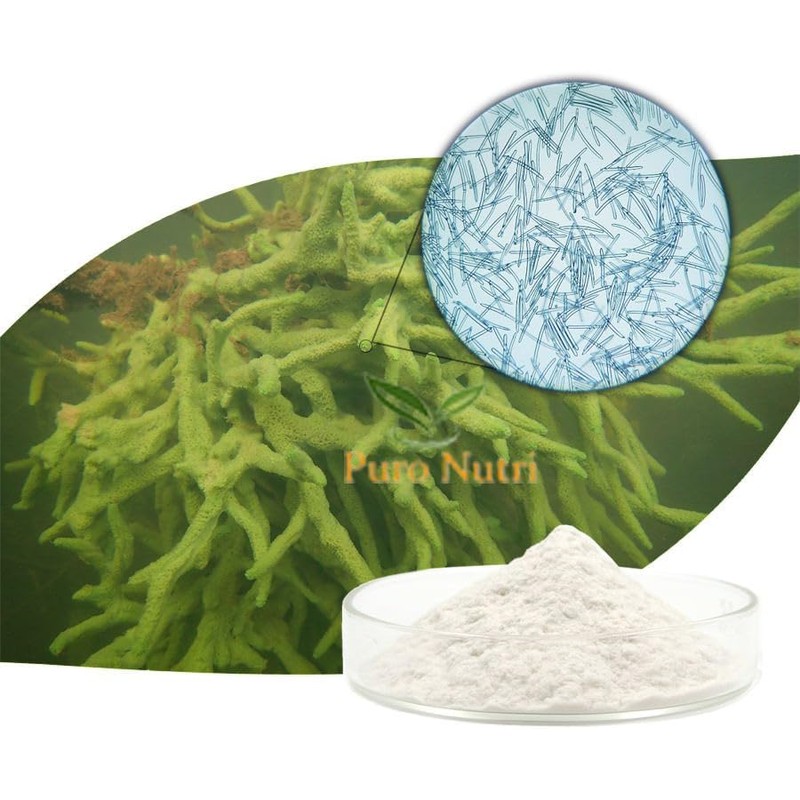 Esponja hidrolizada de agua dulce Spongilla Spicule 99% Acondicionadora de