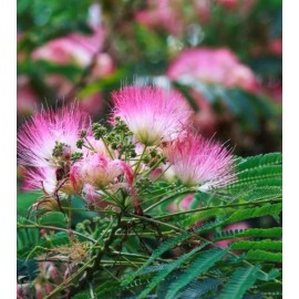 mimosa Dried Silk Mimosa Tree  Pink Flowers Leafs Tea Tincture Albizia Julibrissin 1oz