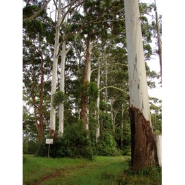 Fresh Rose Gum, Grand Eucalyptus (Eucalyptus grandis), 200 seeds