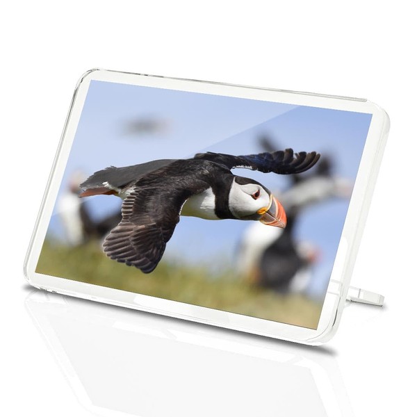 Classic Rectangle Magnet with Stand - Puffin Farne Islands Northumberland