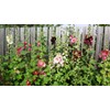 RAISE ME UP: Seeds Hollyhock Spring Mix Perennial Flowers