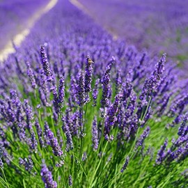 English Lavender Seeds (600+ Heirloom Seeds - Vera True Lavender) (English Lavender (2-Packs of 600 Seeds))