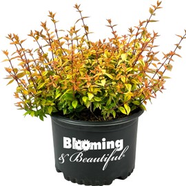 Kaleidoscope Abelia - 3 Gal - Evergreen Shrub - Variegated Foliage - Fragrant White Flowers - Spring to Fall - Zones 6-9 - Abelia x grandiflora ‘Kaleidoscope’ - 3 Gallon Pot