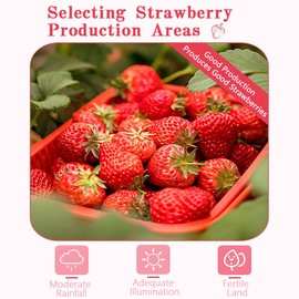 Freeze-Dried Strawberry Slices - 10.6oz (300g) | 100% Natural Fruit | Crunchy Snack for Smoothies, Baking & Desserts | Vegan, Non-GMO