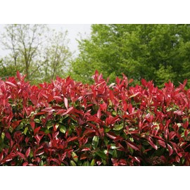 Photinia Red Tip | 2 Extra Large 3 Gallon Plants | Photinia x Fraseri | Evergreen Landscape Hedge Shrub