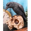 Foreboding Dark Crow Raven On Skull Statue 5"Tall Ossuary Scavenger