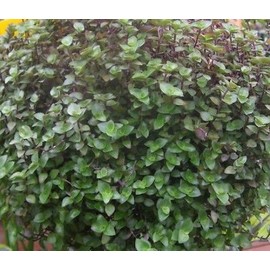 Dwarf Bolivian Wandering Jew - Tradescantia Minima Callisia Repens - 10 Cuttings