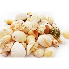 Florida Shells and Gifts Inc. 1 Lb (100+) Indian Ocean Shell Mix (1"-2"/25-50mm) Beach Decor Ocean Art Craft