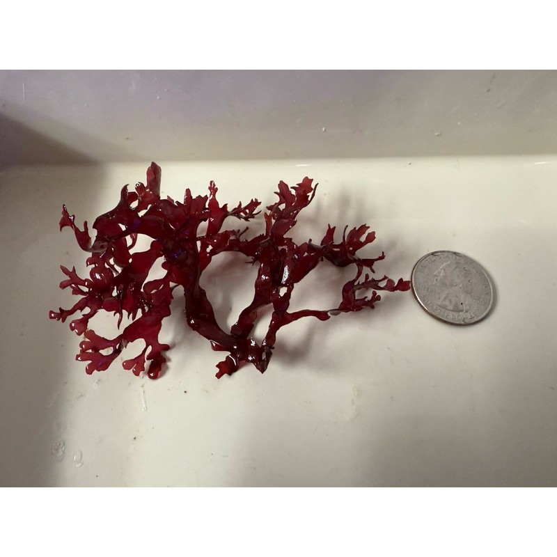 Pom Pom Red Gracilaria Macro Algae Saltwater Marine Refugium Reef
