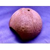AquaEmporium Coconut shell aquarium For Cichlid Fish Hide Cave Aquarium
