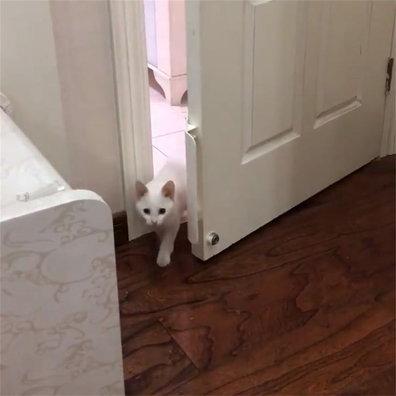 Pet Door Stopper Adjustable Door Strap Pet Gates Cat Door