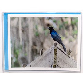 Bird Photography Smooth Note Cards 8 w/10 Colored Envelopes, Boxed Set (4.25"x 5.50") Blank Inside - Made in USA