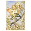 Flower Fairy Postcard: Pear Blossom Fairy, Boy, Singing in Pear