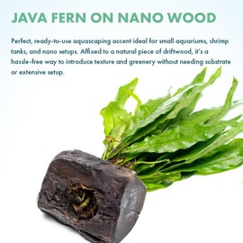 SubstrateSource Live Planted Decor - Java Fern on Nano Wood - Midground Rhizome Plant for Aquascaping, Aquarium Decor