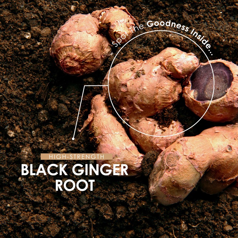 ALPHA01 Black Ginger Extract 1950mg – High Strength 4% Dimethoxyflavone