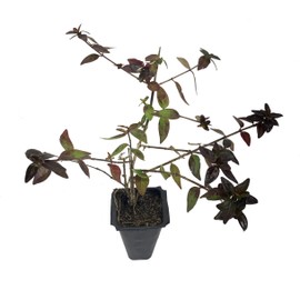 Abelia Grandiflora Edward Goucher - 10 Live Plants - Flowering Deer Resistant Butterfly Attracting Shrub