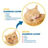SunGrow Catnip for Cats, for Scratching Posts, Walls, or Pads,
