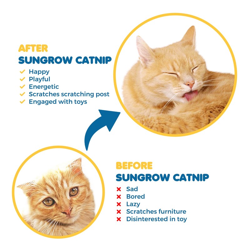 SunGrow Catnip for Cats, for Scratching Posts, Walls, or Pads,