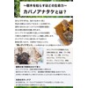 Birch Anatake Tea Pack, Caffeinated Cabano Anatake Tea, Chaga Tea,