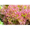 Pink Lettuce Seeds - Lollo Rosso - Heirloom - Liliana's Garden