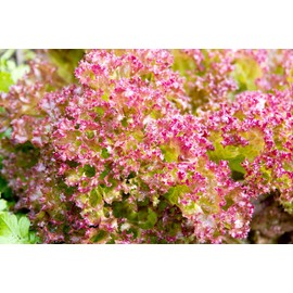 Pink Lettuce Seeds - Lollo Rosso - Heirloom - Liliana's Garden
