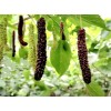 Seed-Top 200 Pakistan Mulberry Fruit Tree Seeds Popular Variety Rare
