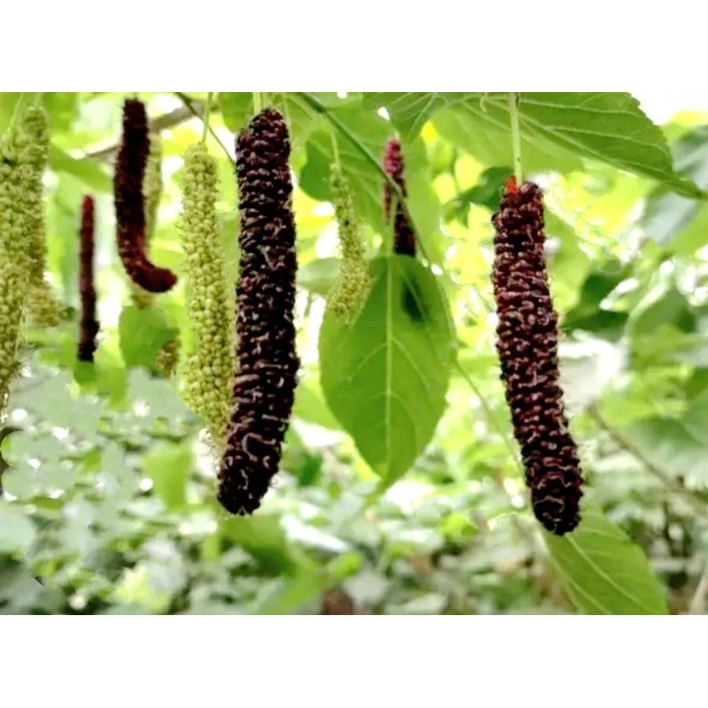 Seed-Top 200 Pakistan Mulberry Fruit Tree Seeds Popular Variety Rare