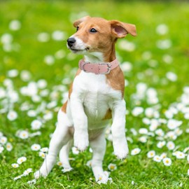 Kaket Leather Dog Collar for Small Medium Large Dogs, Adjustable Leather Padded Dog Collars, Soft and Comfortable Pet Collar for Dogs Puppies Cats (Pink, L)