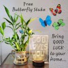 Lucky Bamboo 7 Lucky Bamboo Plants 6 inches, FREE BUTTERFLY