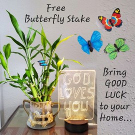 Lucky Bamboo 7 Lucky Bamboo Plants 6 inches,  FREE BUTTERFLY STAKE, Feng Shui, Ideal Gift