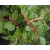 House of Bonsai Seiju Chinese Elm (Ulmus Parvifolia 'Seiju') Pre-Bonsai
