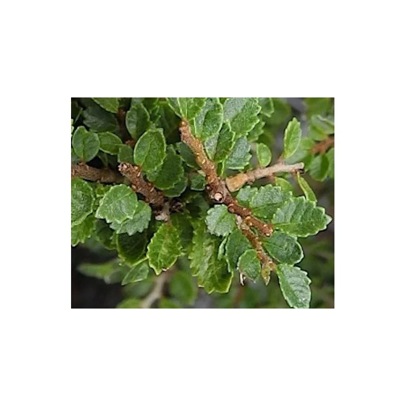 House of Bonsai Seiju Chinese Elm (Ulmus Parvifolia 'Seiju') Pre-Bonsai