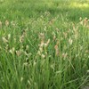 Outsidepride Short Native Grass Seed Mix of Blue Grama, Buffalo,