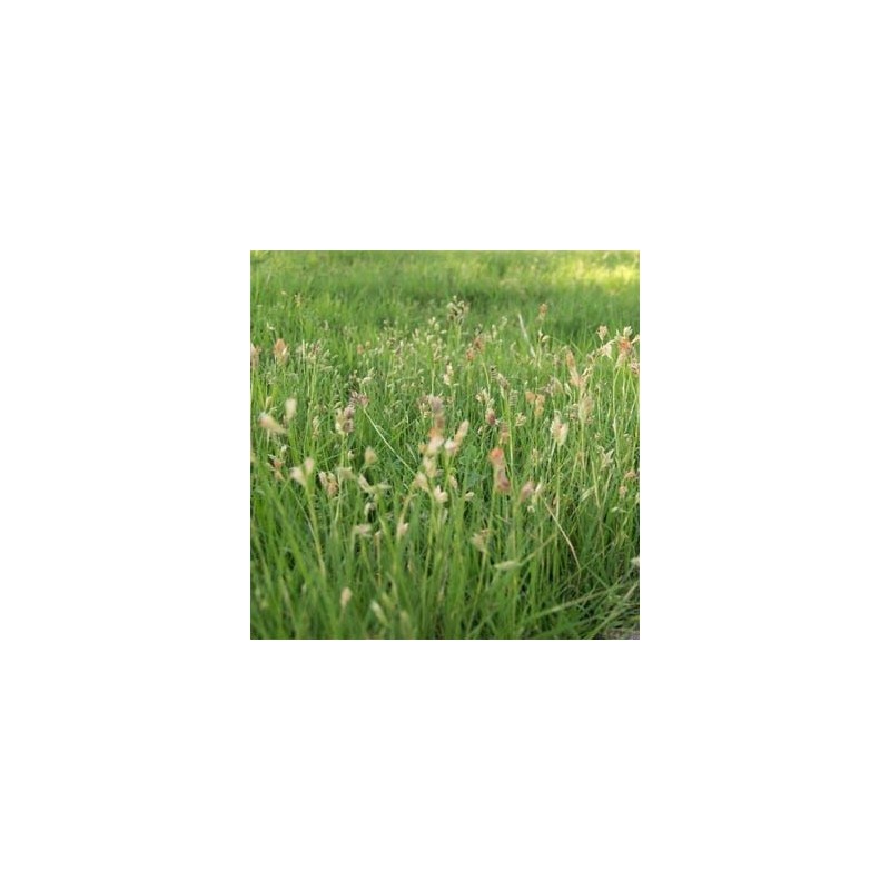 Outsidepride Short Native Grass Seed Mix of Blue Grama, Buffalo,