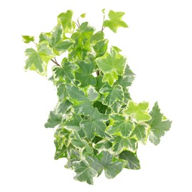 Golden English Ivy - Hedera Helix Kolibri (6" Minimalist Pot) - Eye-catching, Air-Purifying, Easy to Grow Houseplant - Best Trailing Houseplant for Home and Office Decoration