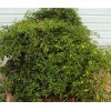 Homemade Chiltepin Bird's Eye Wild Chili Heirloom Pepper 50 Premium