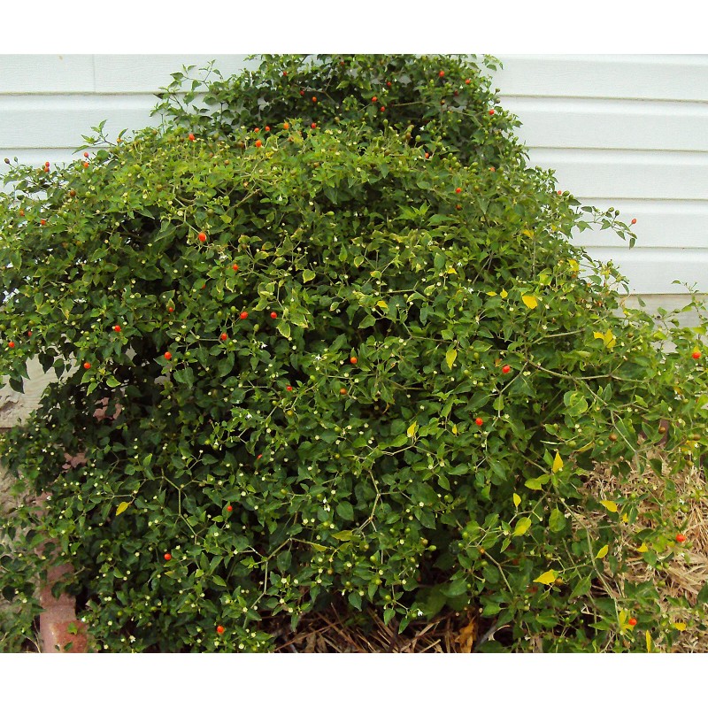 Homemade Chiltepin Bird's Eye Wild Chili Heirloom Pepper 50 Premium