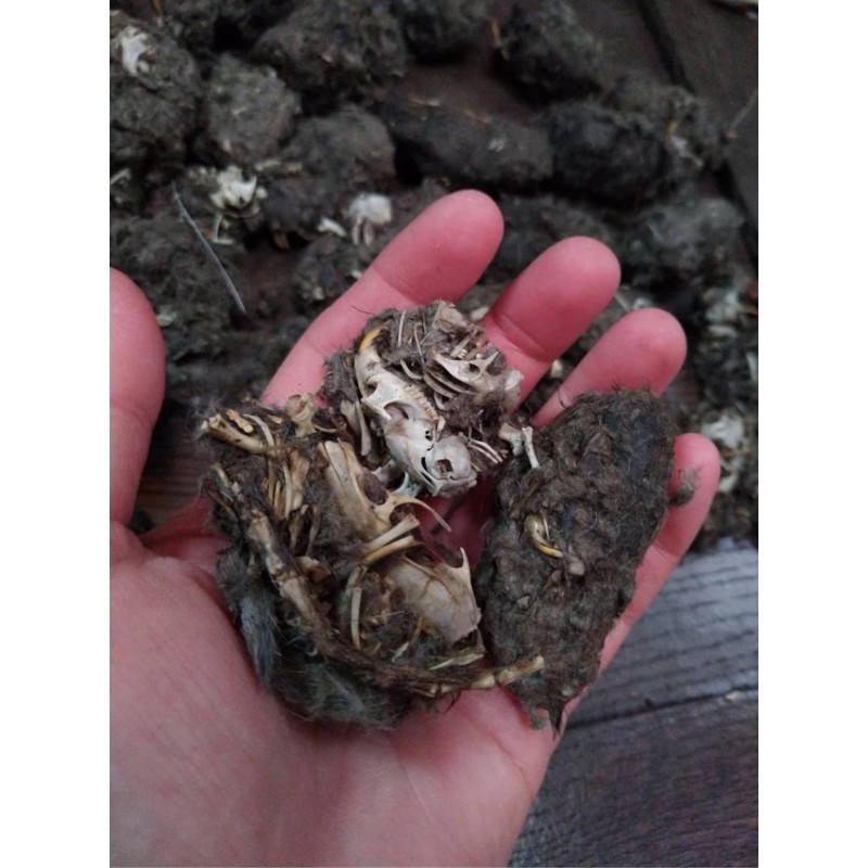 Pellets 3 LARGE OWL PELLETS - Sterilized - Nature study