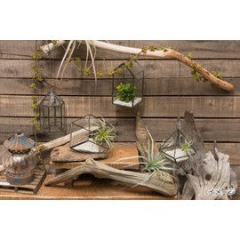 POSH LIVING 80912 Xylographica